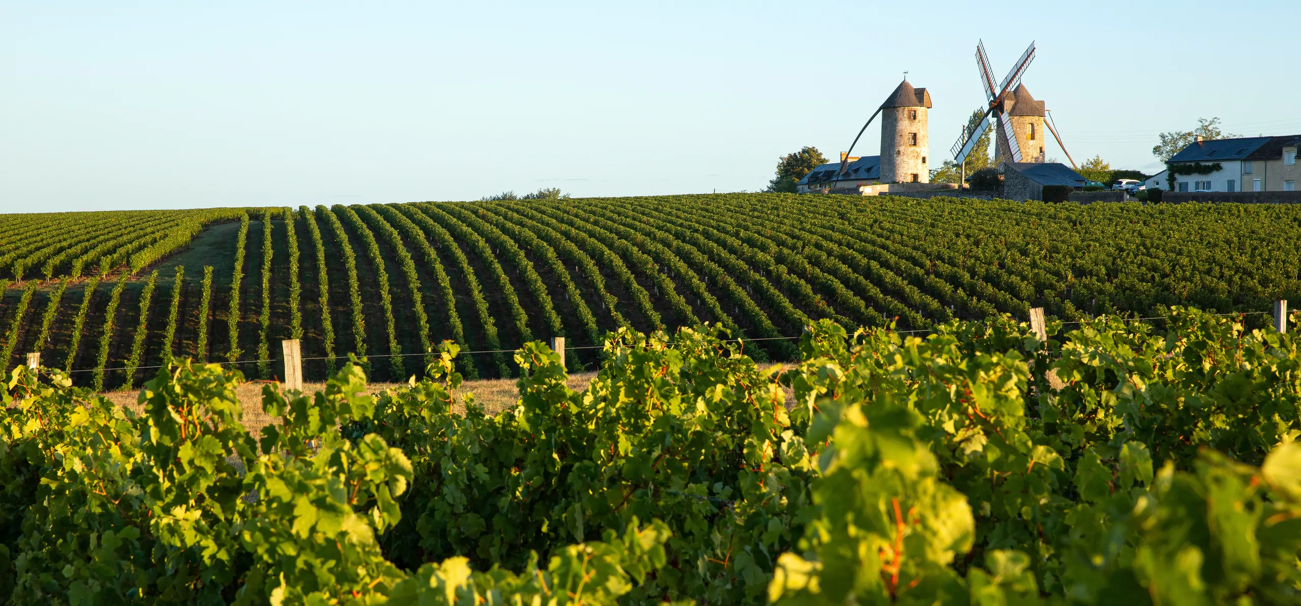 vignoble angevin
